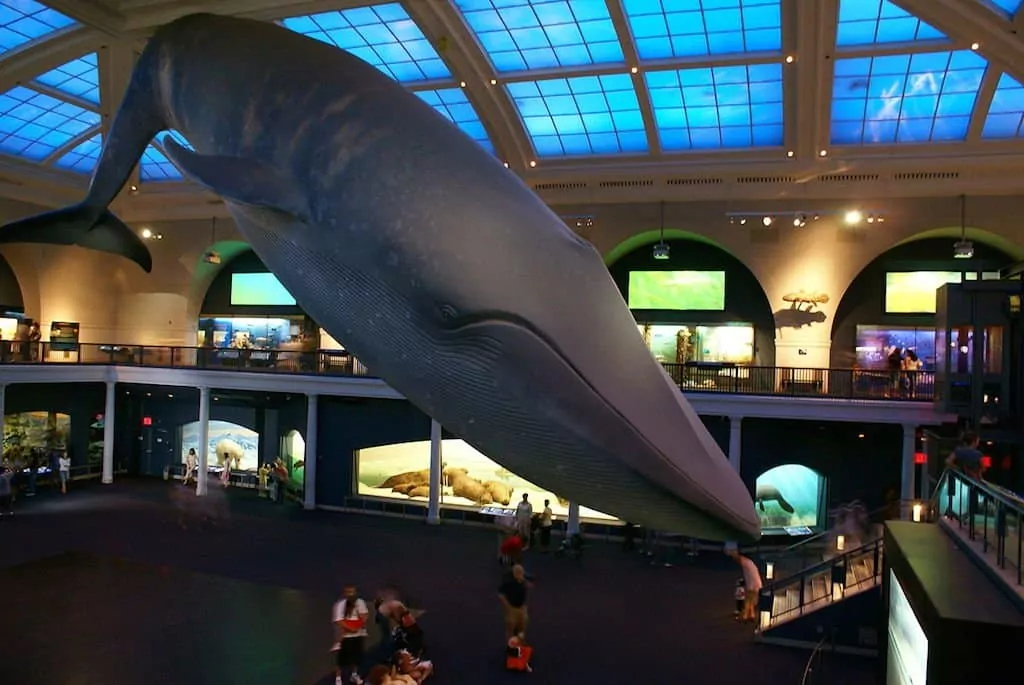 baleine-musee-histoire-naturelle-new-york