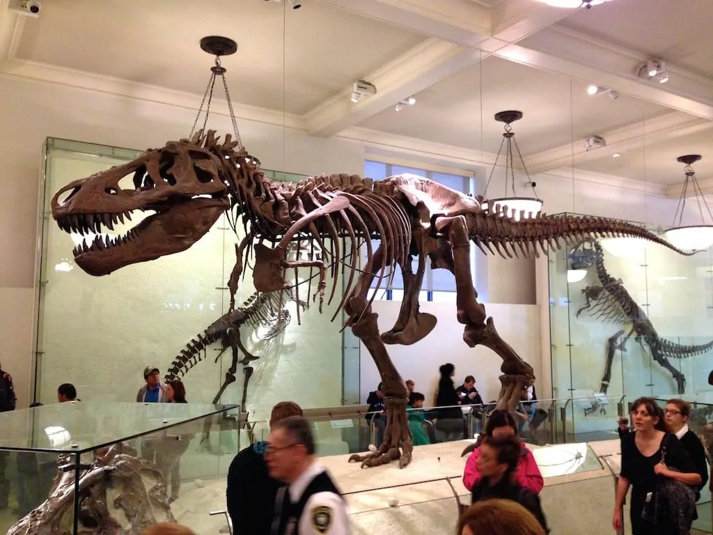 dinosaure-musee-d-histoire-naturelle-new-york