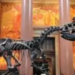 Toutes les infos utiles pour visiter le musée d'histoire naturelle à NY